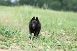 SCHIPPERKE 639